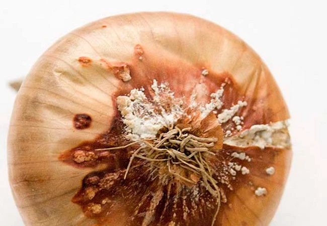 Лук в квартире