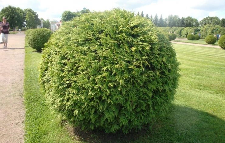 Хвойные в саду