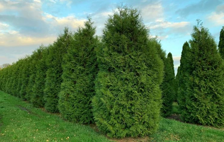 Туя Брабант