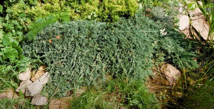 Можжевельник зимостойкий