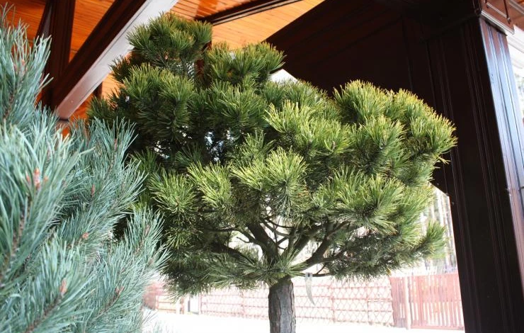 Зимостойкая сосна Видовая