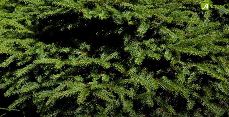 Зимостойкая ель Нидиформис