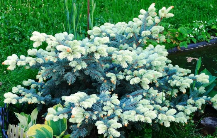 Ель Белобок