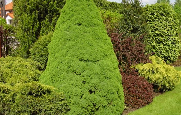 Ель Канадская на участке