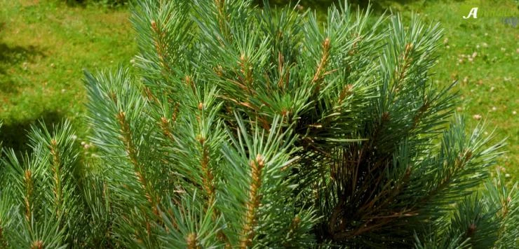 Сосна карликовая на участке