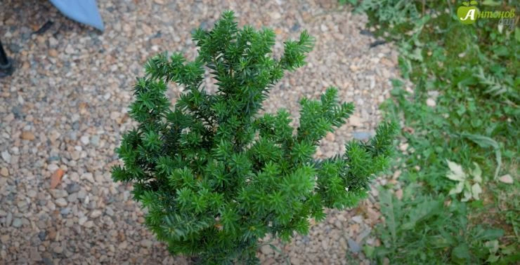 Зимостойкий тис