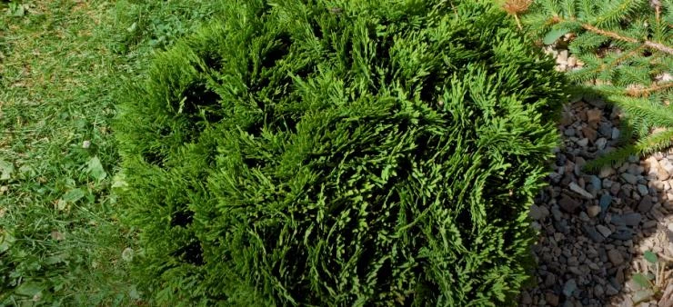 Туя западная Даника на участке