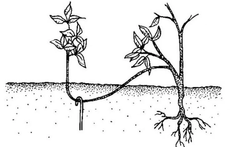 Размножение делением снежноягодника