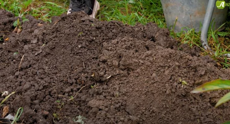 Посадка пионов в открытый грунт