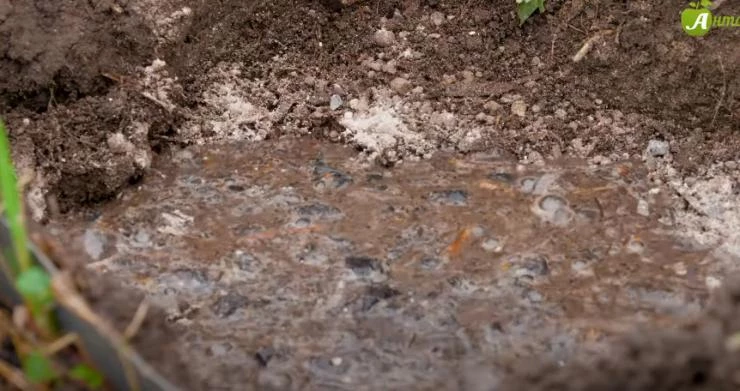 Как ухаживать за пионами