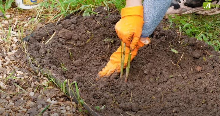 посадка пионов осенью