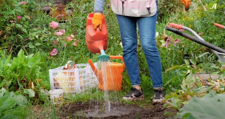 Как посадить пионы