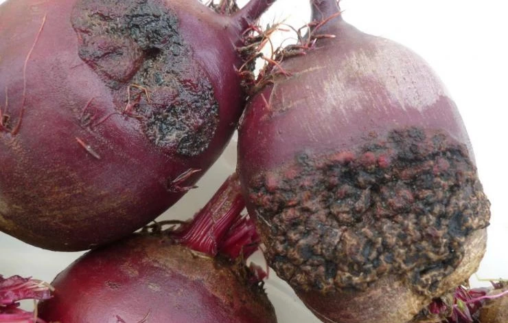 Болезни свеклы при неправильном хранении