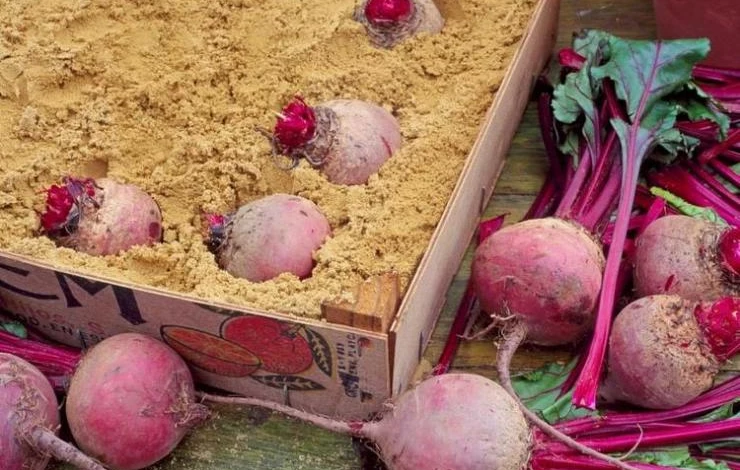 Правила хранения свеклы зимой
