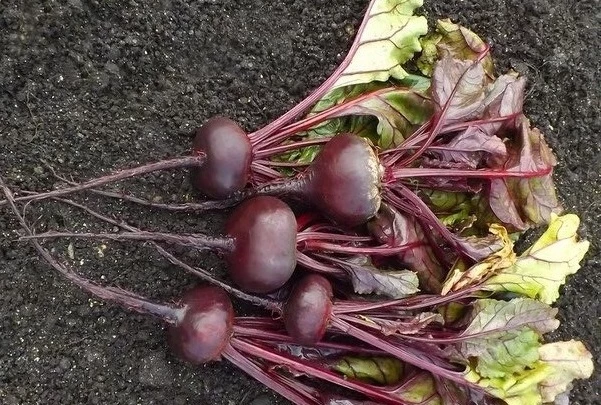 Сорта свеклы для хранения