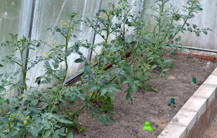 Посадки на теплой грядке в теплице