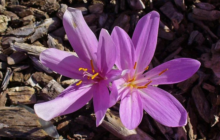 Безвременник Борнмюллера