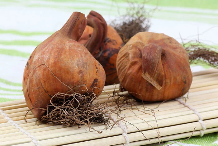 Луковицы безвременника осеннего