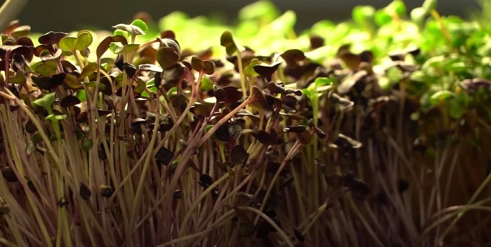 Мини-огород в квартире