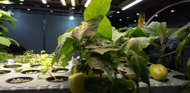 Работа гидропоники