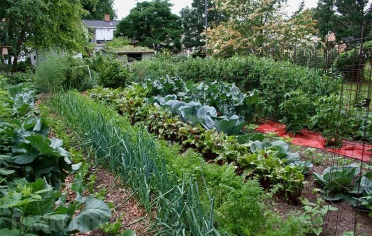 Применение биогумуса