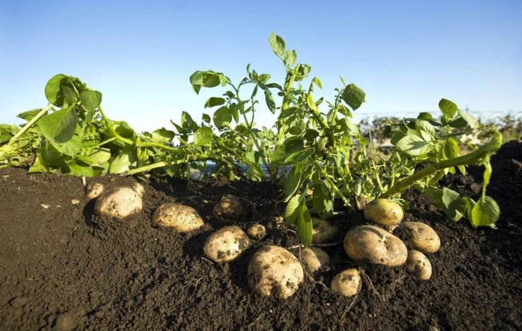 Использование удобрения при посадке