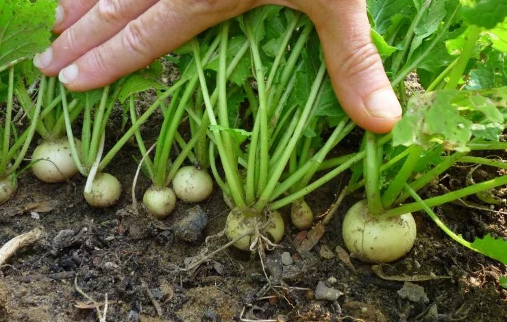 Посадки редьки в октябре