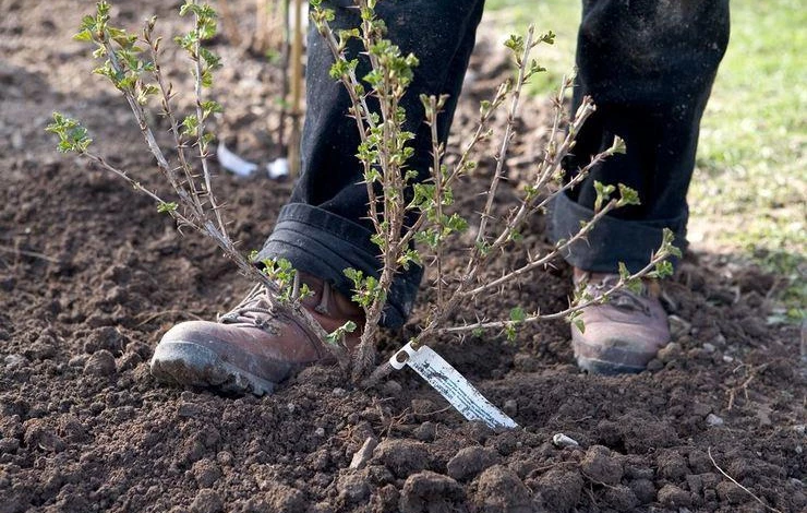 Посадка крыжовника в открытый грунт