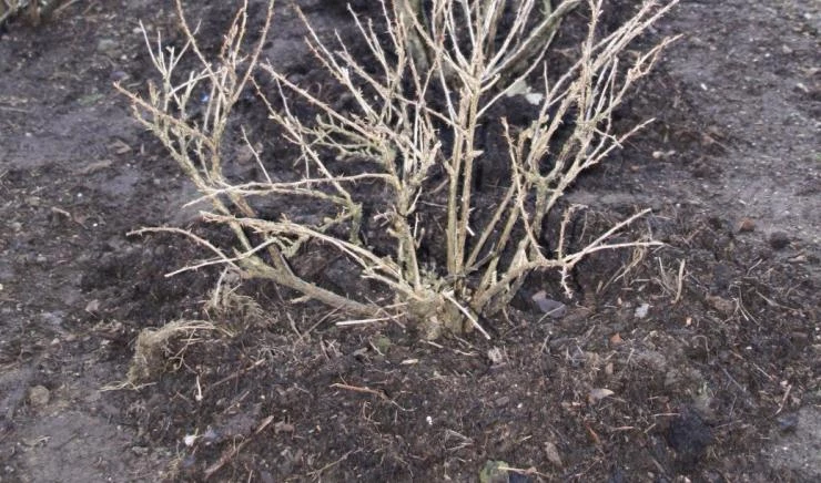 Осенняя посадка крыжовника