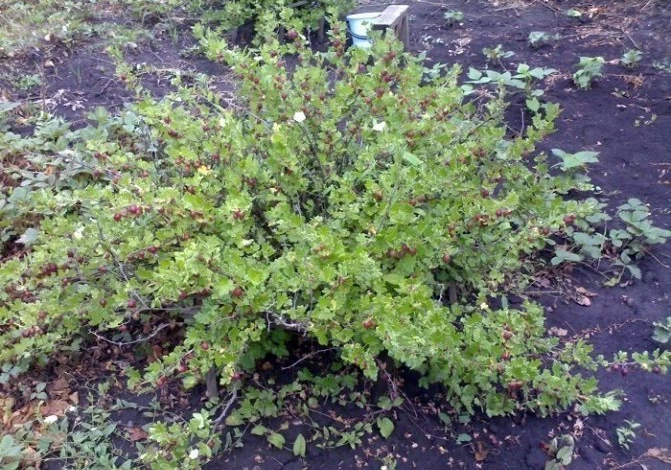Куст крыжовника в саду