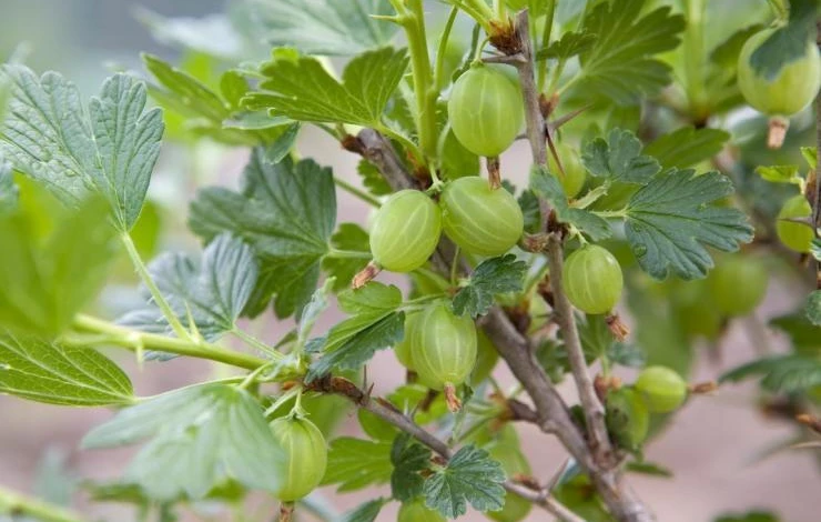 Крыжовник в открытом грунте