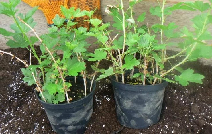 Подготовка к посадке крыжовника