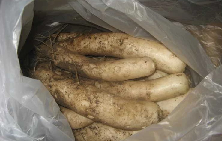 Домашнее хранение редьки