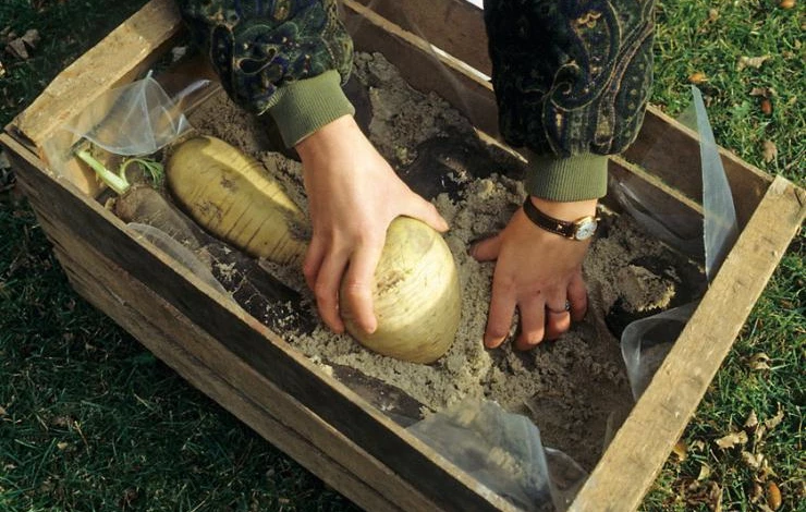 Хранение редьки в песке