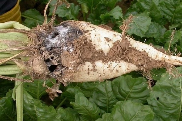 Болезни редьки