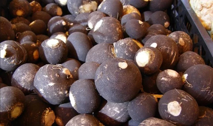 Как сохранить редьку