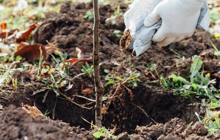 Высадка саженцев плодовых деревьев