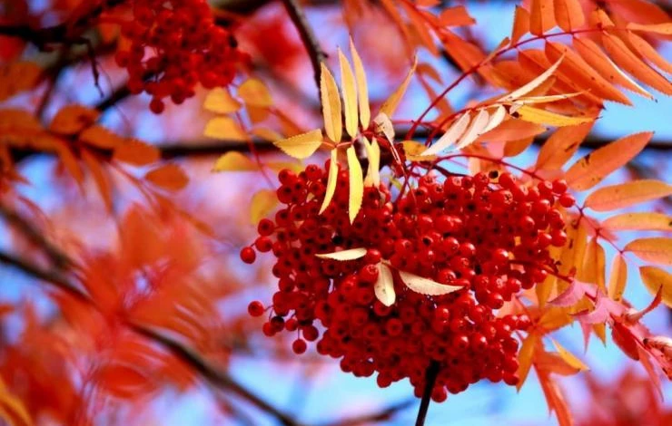 Деревья с красной листвой в саду