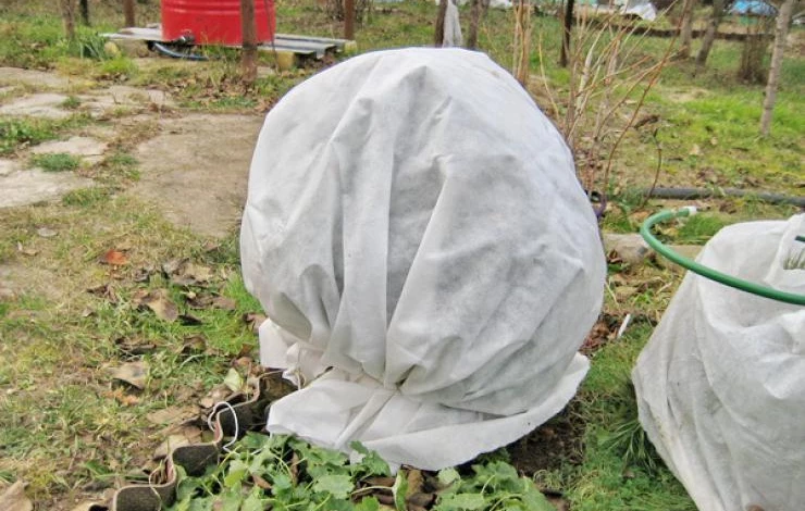 Укрытие смородины