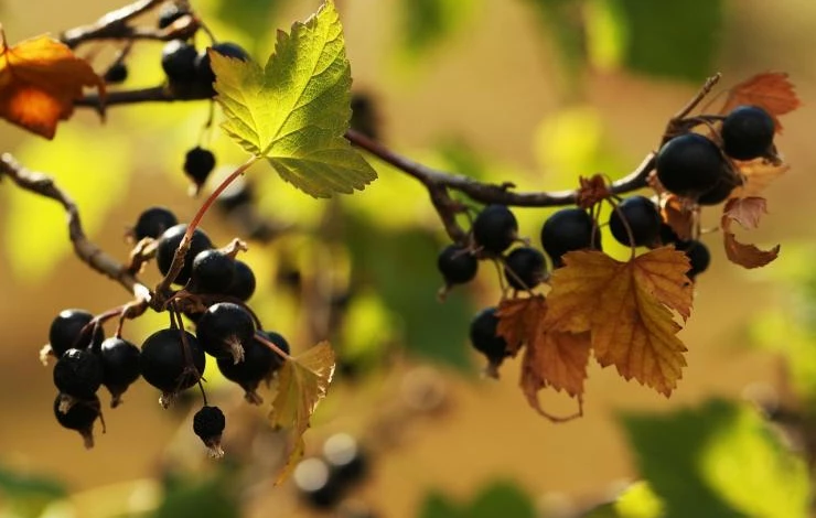 Подготовка черной смородины к зиме
