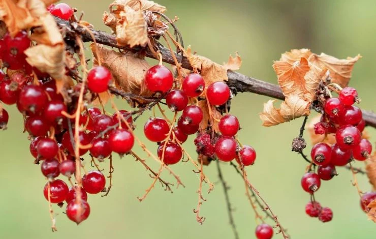 Подготовка красной смородины к зиме