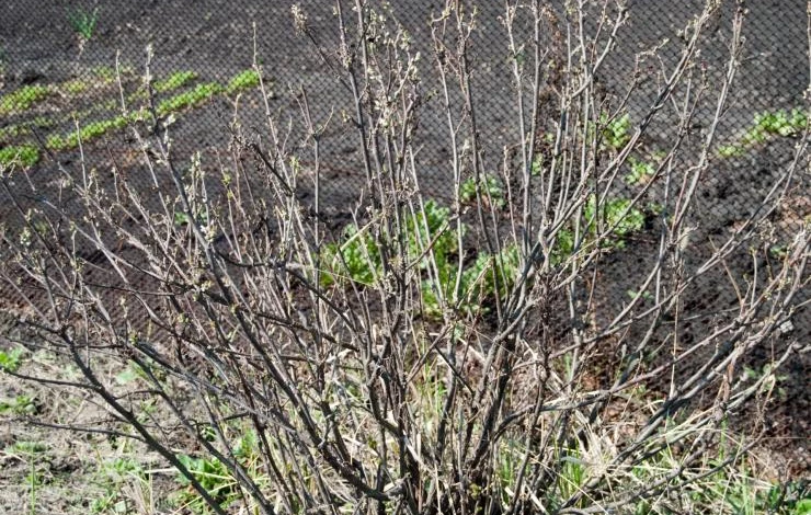 Уход за смородиной осенью