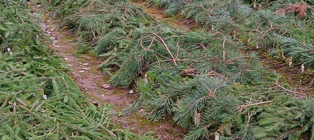 Укрытие земляники лапником