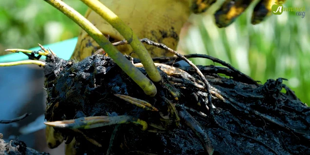 Маточник с почками