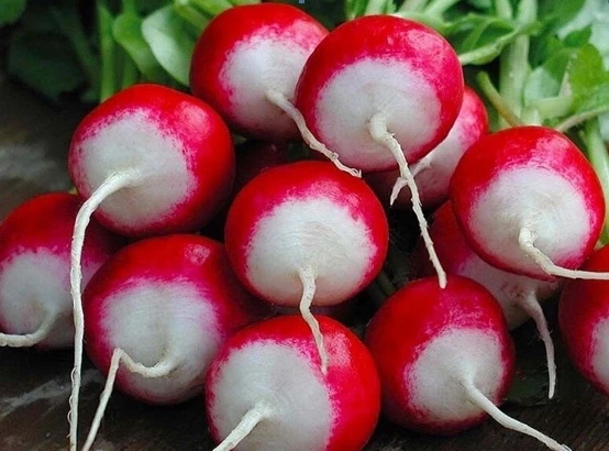 Сорт розово-красный с белым кончиком