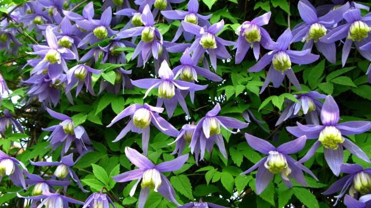 Клематис Альпийский