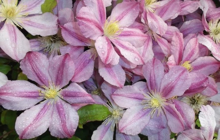 Клематис Ланугиноза