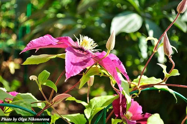 Самостоятельное определение группы