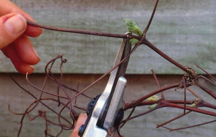 Обрезка клематиса