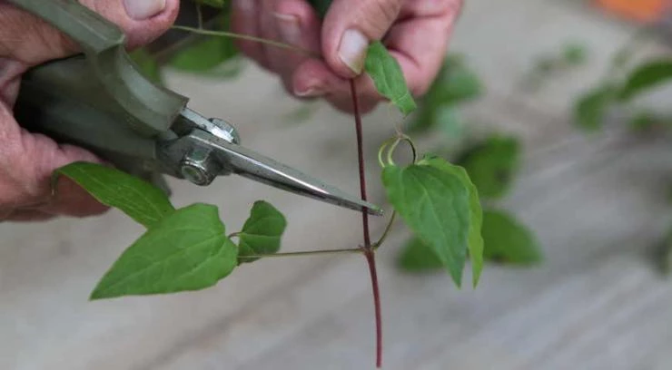 Прищипка побегов